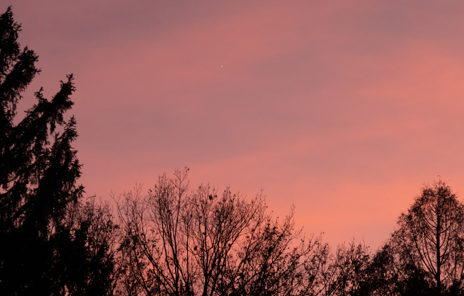 Trees backlit by pink sunset. Venus is visible as a white point.
