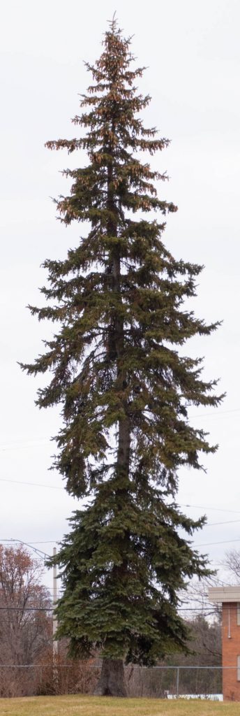 Tall thin pine tree.