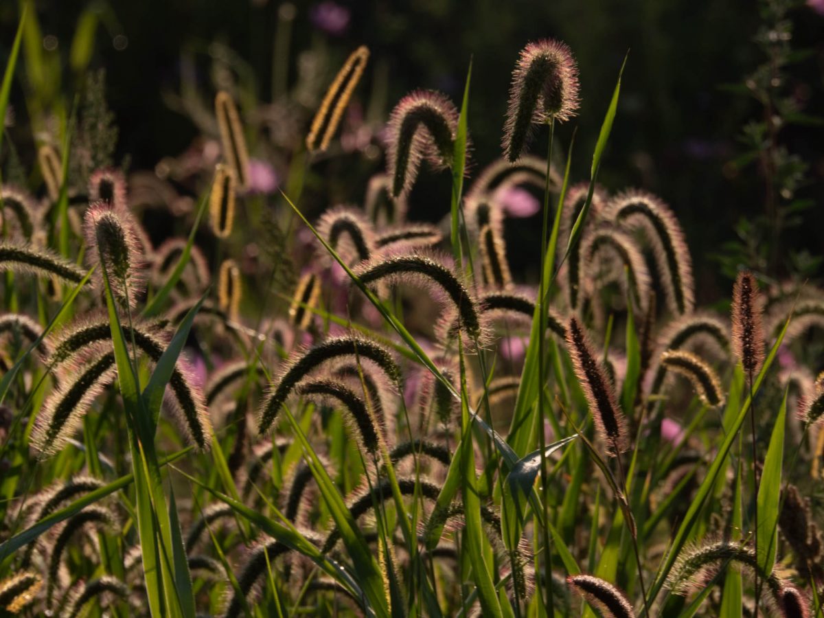 Backlit grass.