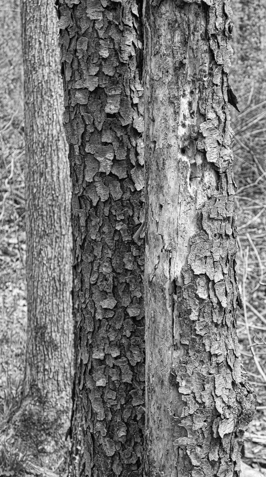 Black and white tree trunks.