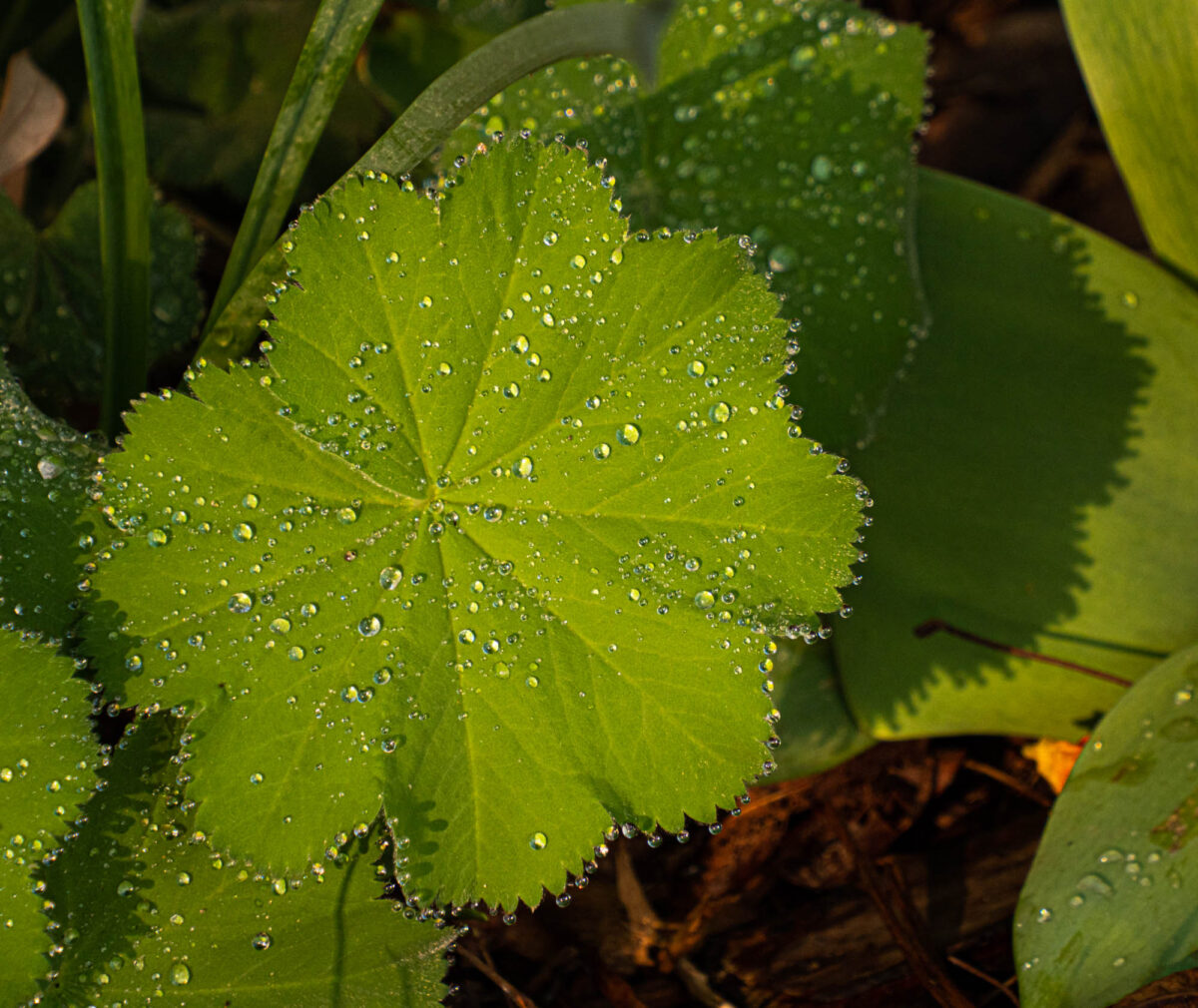 Leaf with drops of water surrounding it.
