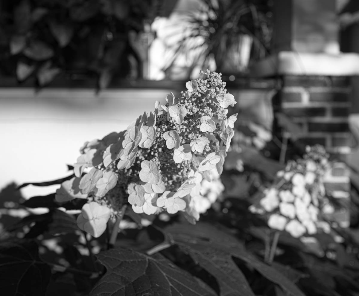 Black and white and flower