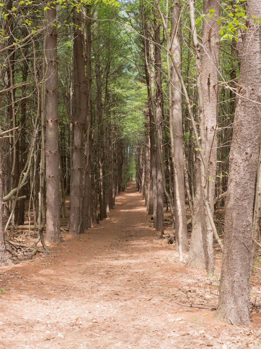 Path Through Forest