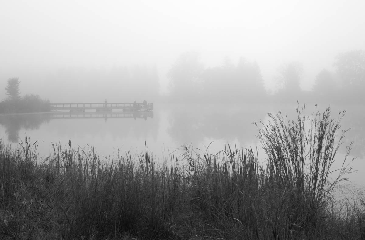 Crego Park in the Fog