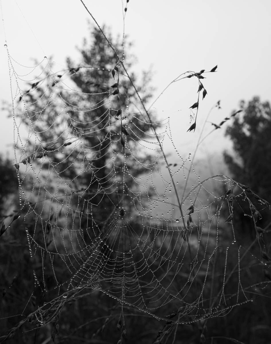 Spiderwebs in the Fog