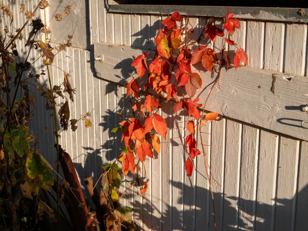 DSCF6202.jpg